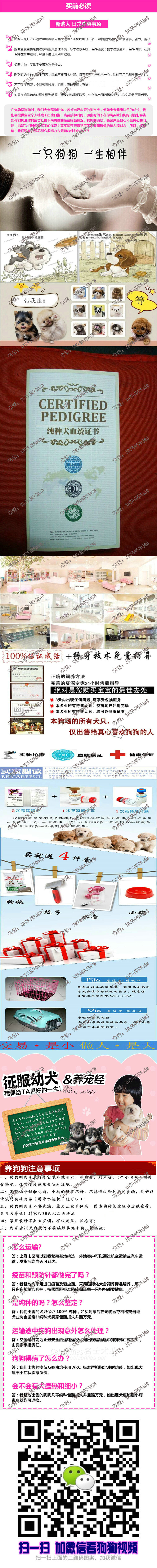 纯种健康的西施袖珍宝宝出售活泼可爱包健康可上门